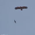 Orel kriklavy / Lesser spotted eagle