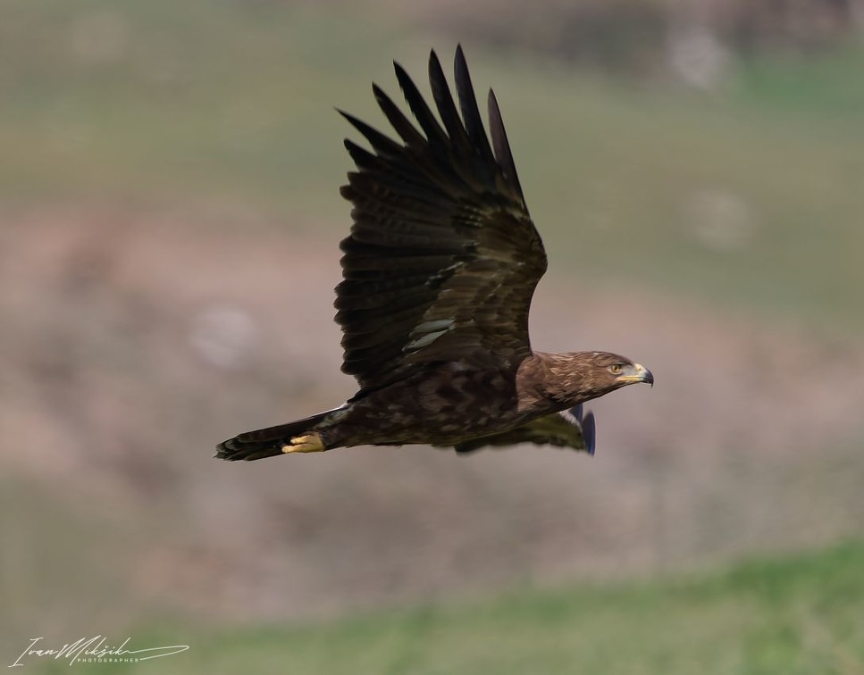 Orel kriklavy / Lesser spotted eagle