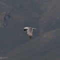 Racek armensky / Armenian gull