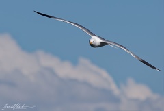 Racek armensky / Armenian gull