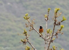Common Redstart / Rehel zahradni