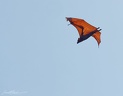 Lyle's flying fox / Kalon Lyleuv