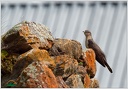 Kukacka obecna / Common Cuckoo