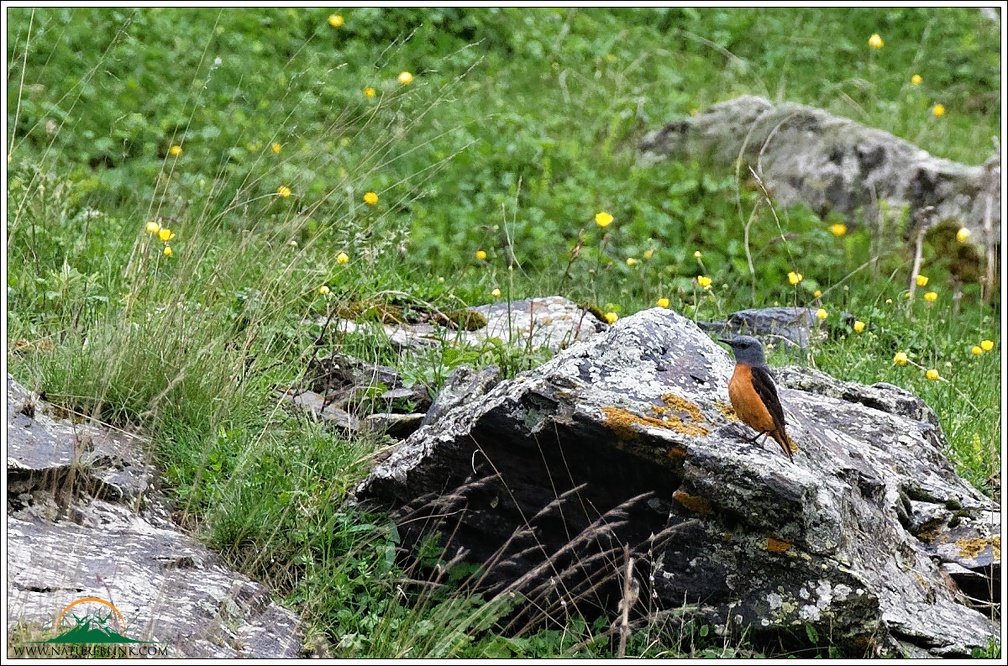 Skalnik zpevny / Common Rock Thrush (Rufous-tailed Rock Thrush)