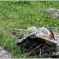 Skalnik zpevny / Common Rock Thrush (Rufous-tailed Rock Thrush)