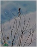 Tuhyk rudohlavy / Woodchat Shrike