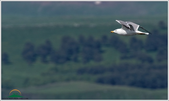 Racek armensky / Armenian Gull