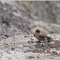 Rock Sparrow / Vrabec skalni