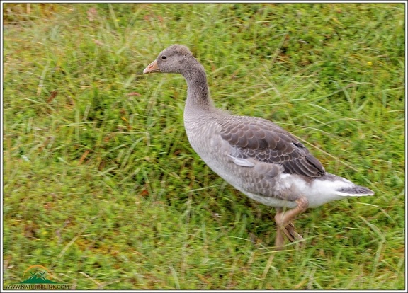 Greylag Goose / Husa velka