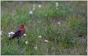 Brehous cernoocasy / Black-tailed Godwit