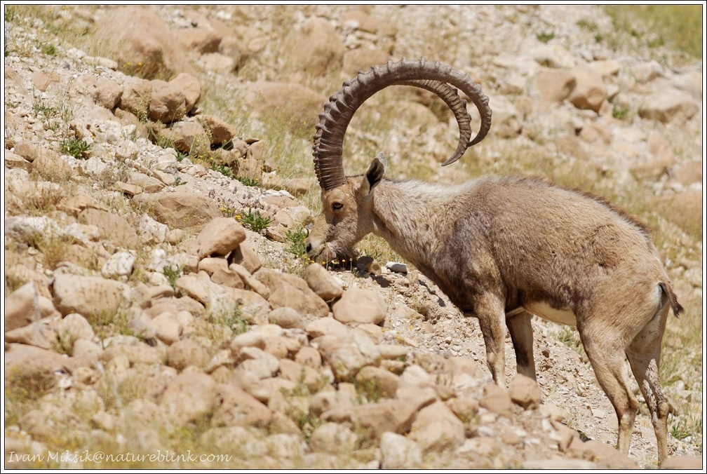 Kozorozec nubijsky / Nubian Ibex