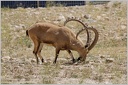 Kozorozec nubijsky / Nubian Ibex