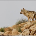 Vlk obecny arabsky /  Arabian wolf