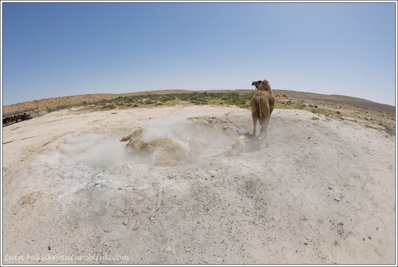 Velbloud jednohrby, dromedar / Arabian camel, Dromedary