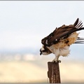 Orlovec ricni / Osprey