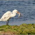 Volavka zapadni / Western Reef Egret