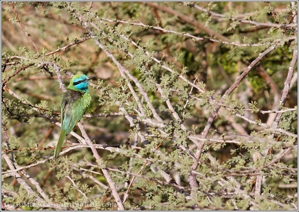 Vlha promenliva / Green Bee-eater