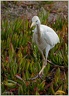 Volavka rusohlavá/Cattle Egret