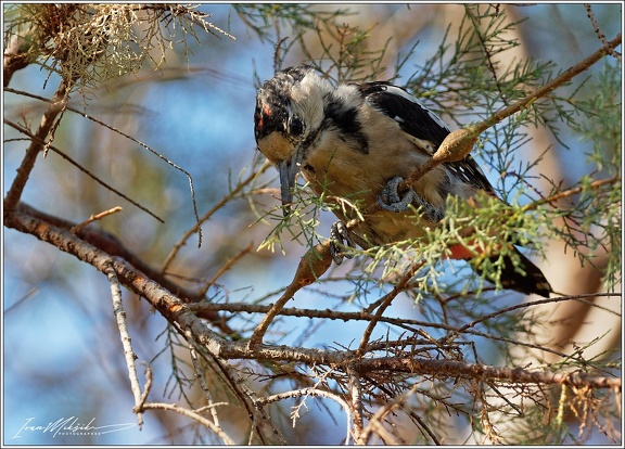 Strakapoud jizni/Syrian Woodpecker