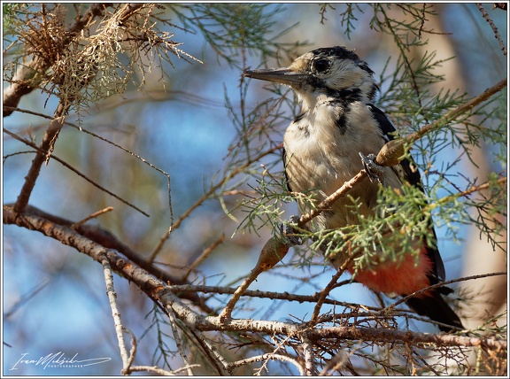 Strakapoud jizni/Syrian Woodpecker