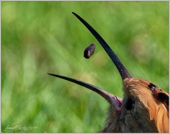 Dudek chocholaty/Eurasian hoopoe