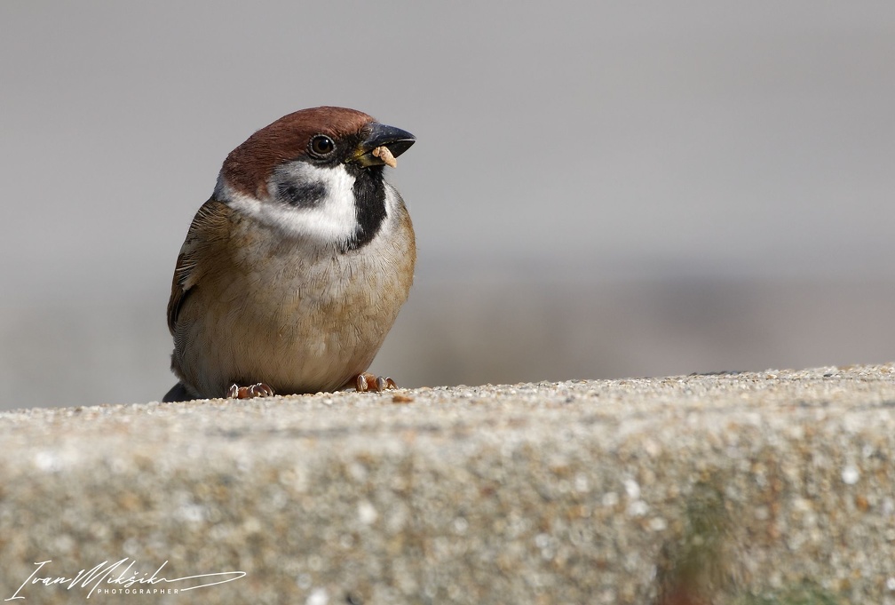 Vrabec polni / Tree Sparrow