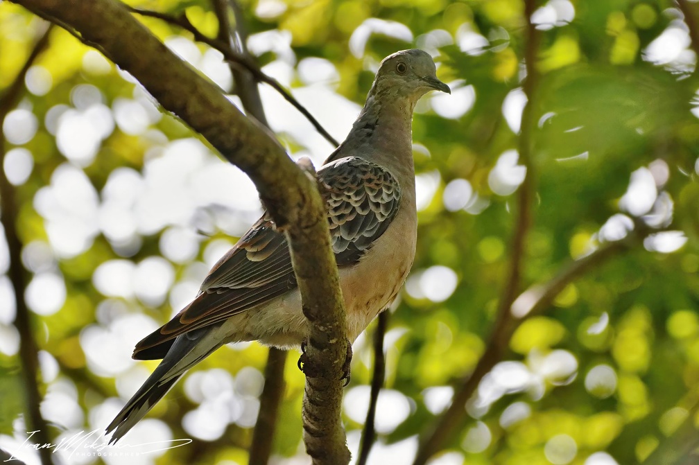 Oriental Turtle Dove / Hrdlicka vychodni