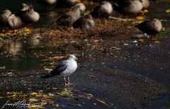 Black-tailed gull / Racek japonsky
