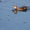 Eastern Spot-billed Duck / Kachna cinska