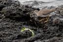 Gray-tailed Tattler / Vodous ricni