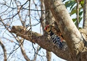 White-backed Woodpecker / Strakapoud belohrbety