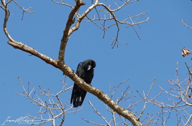 Large-billed Crow / Vrana tlustozoba