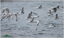 Rybak maly / Little tern