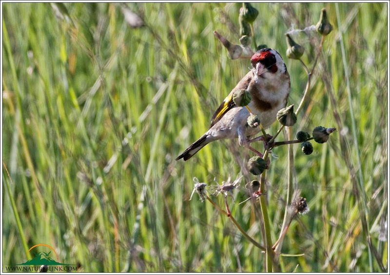Stehlik obecny / Goldfinch