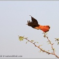 Rufous-tailed Scrub Robin / Pevec rysavy