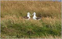 Northern Royal Albatross / Albatros Sanforduv