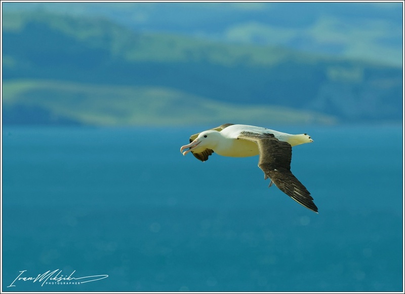Northern Royal Albatross / Albatros Sanforduv
