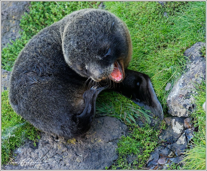 New Zealand fur seal (Kekeno) / Lachtan Forsteruv