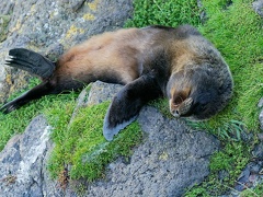 New Zealand fur seal (Kekeno) / Lachtan Forsteruv