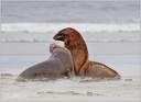 Lachtan novozelandsky / New Zealand sea lion