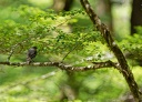 South Island Robin (Toutouwai) / Lejscik dlouhonohy