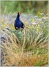 Pukeko (Purple Gallinule, Purple Swamphen / Slípka modrá