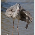 Volavka popelava / Grey Heron