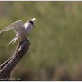 Rybak obecny / Common Tern