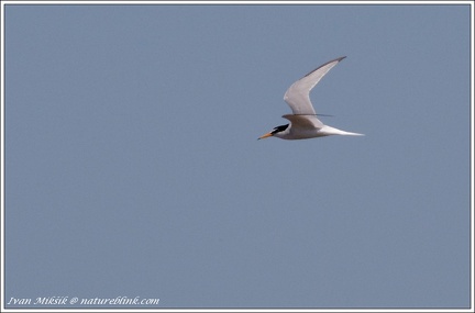 Rybak maly / Little Tern