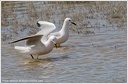 Racek tenkozoby / Slender-billed Gull
