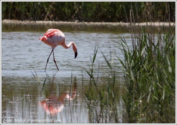 Plamenak maly / Lesser Flamingo