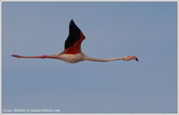 Plamenak ruzovy / Greater Flamingo