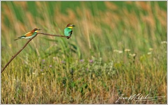 Vlha pestrá / European bee-eater