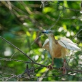Volavka vlasata / Squacco Heron